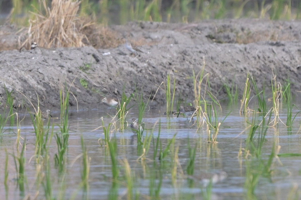 Wood Sandpiper - ML647110130