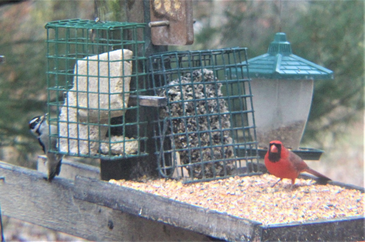 Northern Cardinal - ML647110135