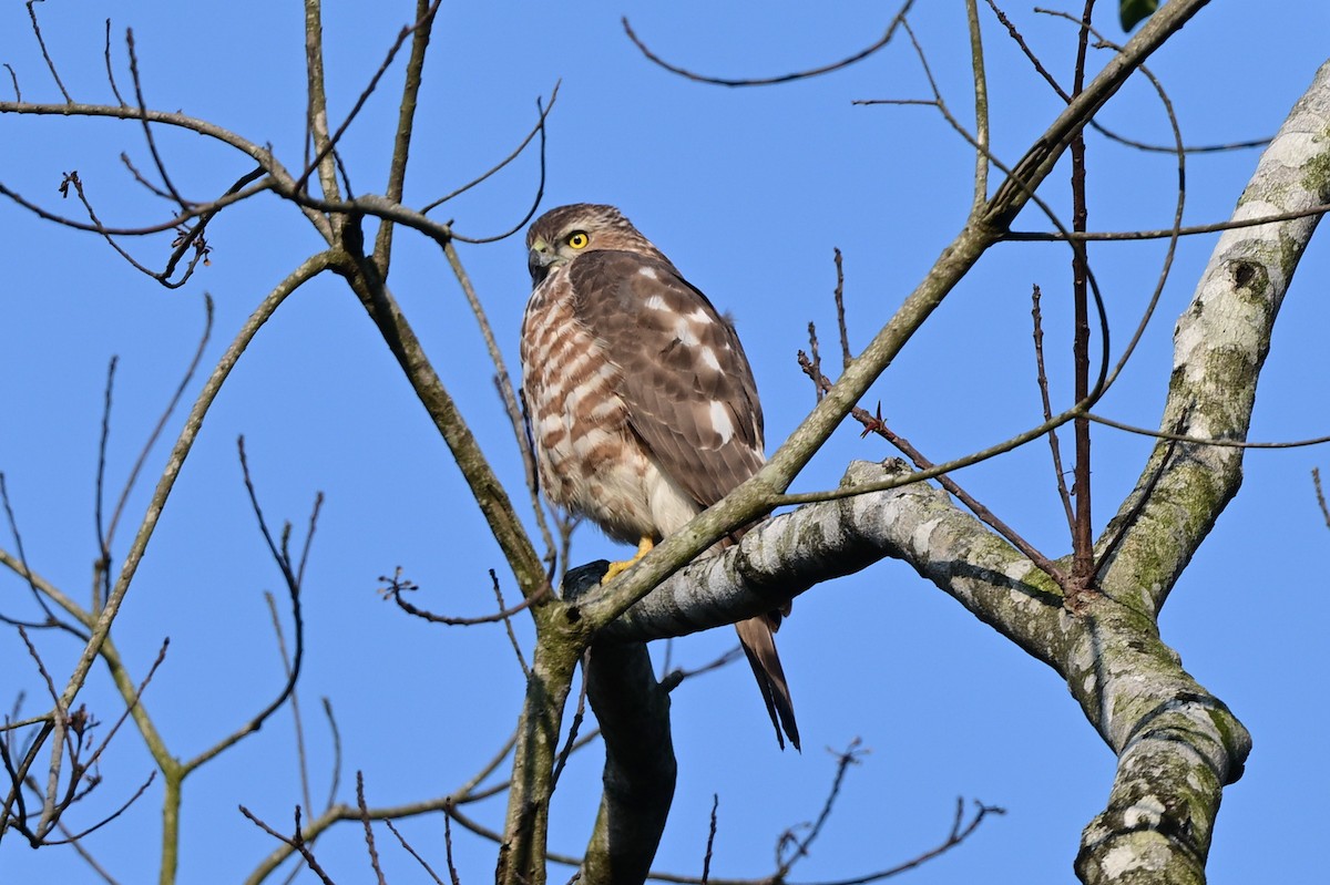 Shikra - ML647110143