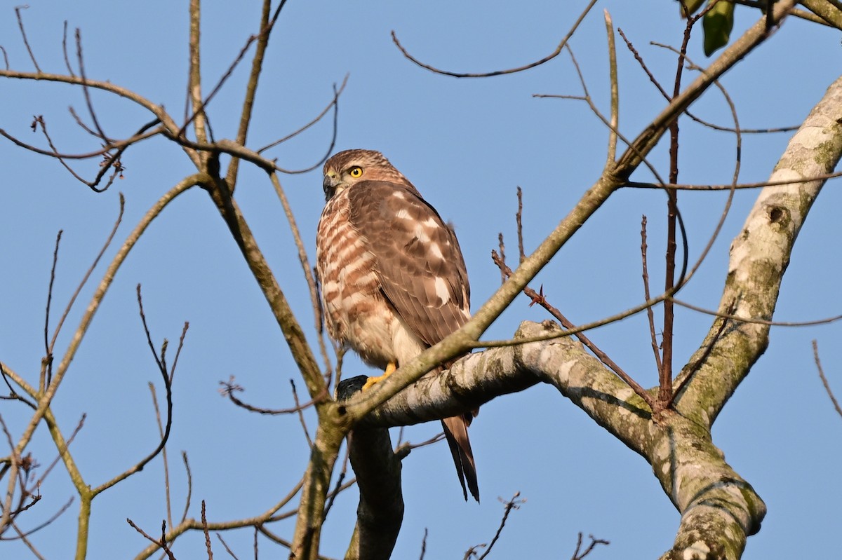 Shikra - ML647110144