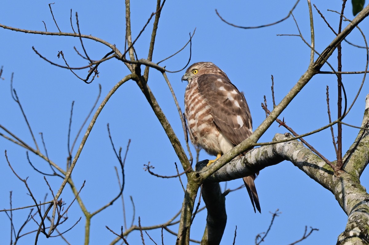 Shikra - ML647110145