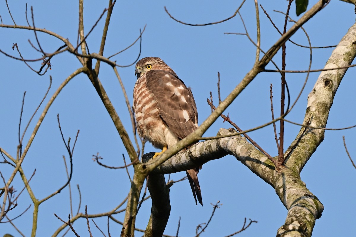 Shikra - ML647110146