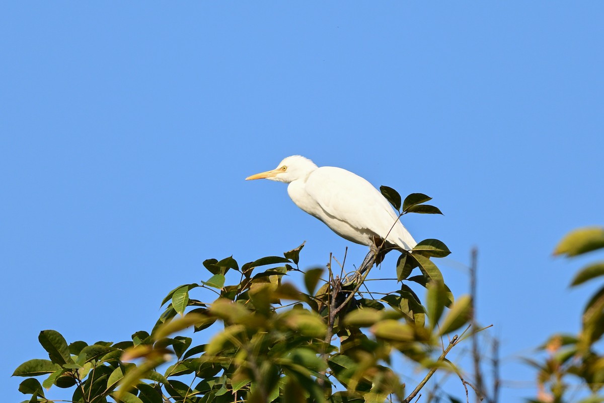 Eastern Cattle-Egret - ML647110147