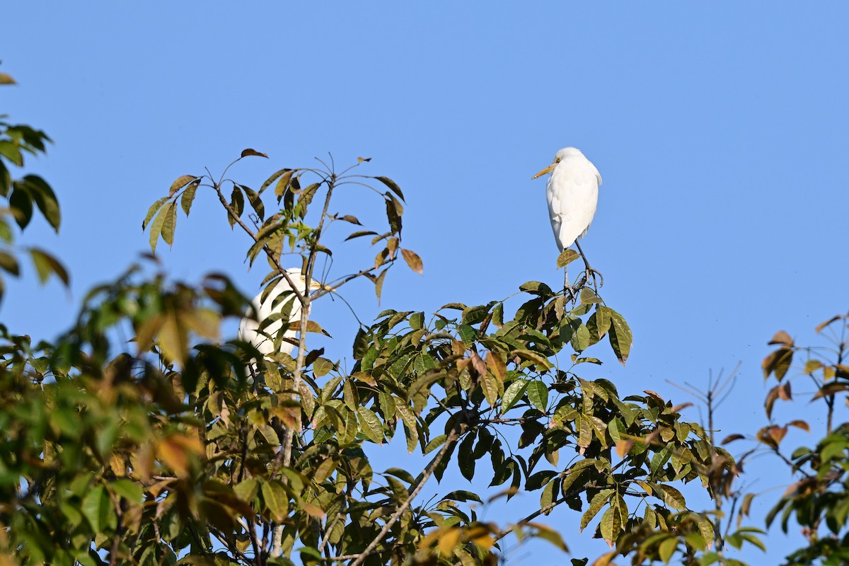 Eastern Cattle-Egret - ML647110148