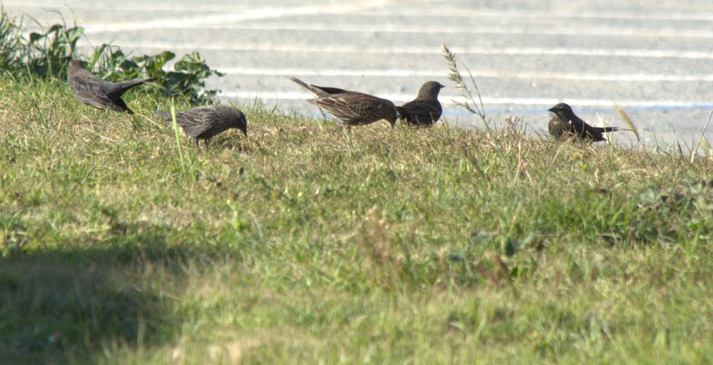 Красноплечий трупиал - ML647110151