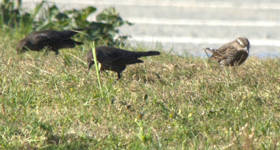 Красноплечий трупиал - ML647110152