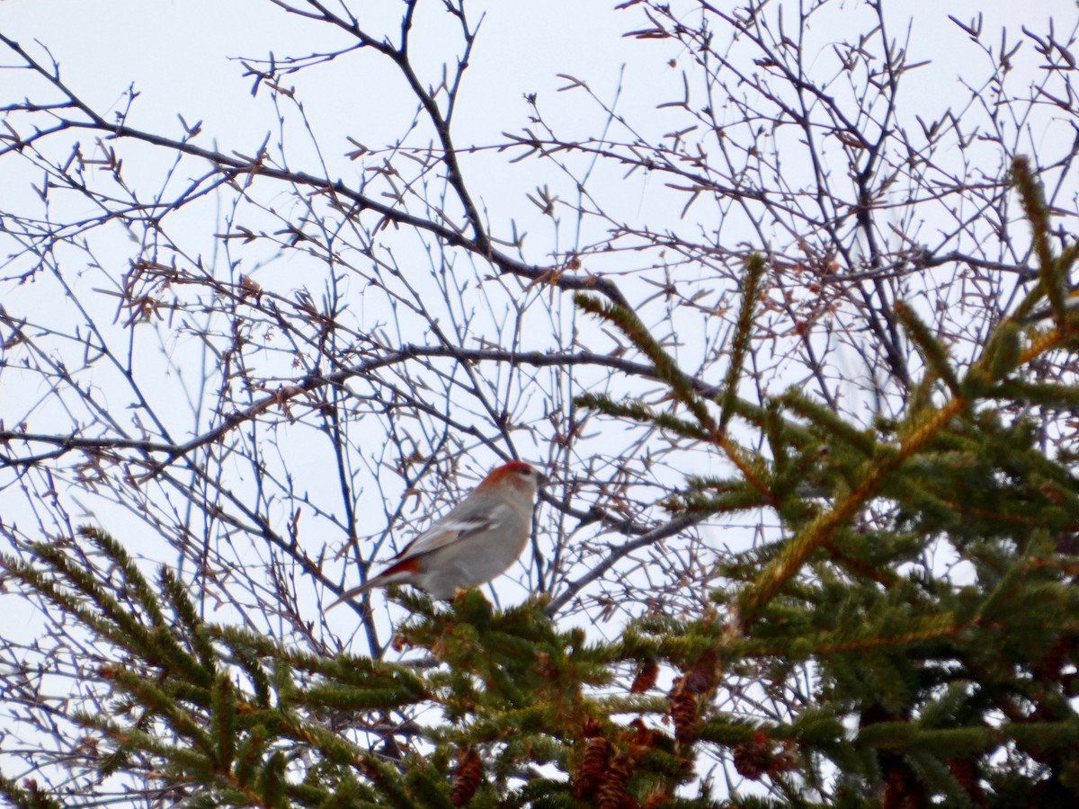פתיאלי אורנים - ML647110156