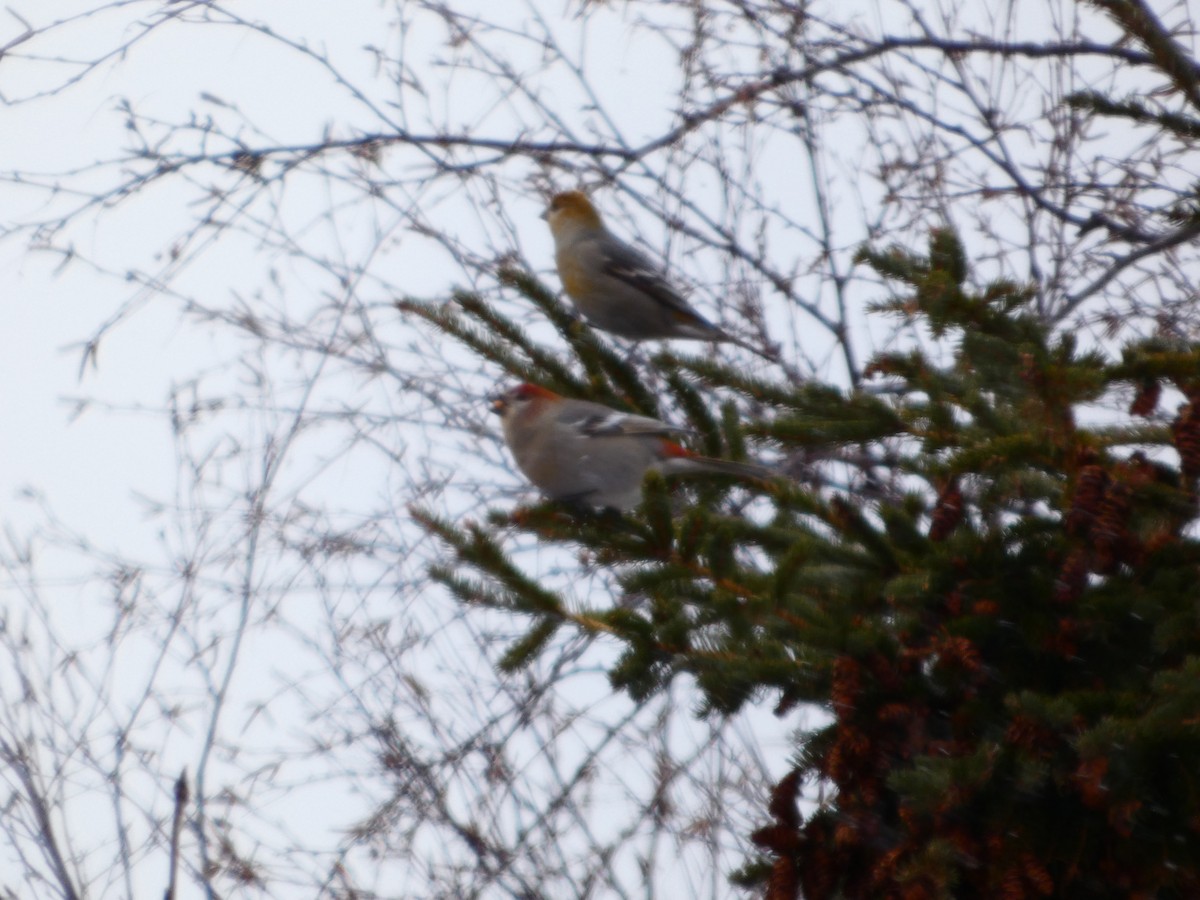 פתיאלי אורנים - ML647110157