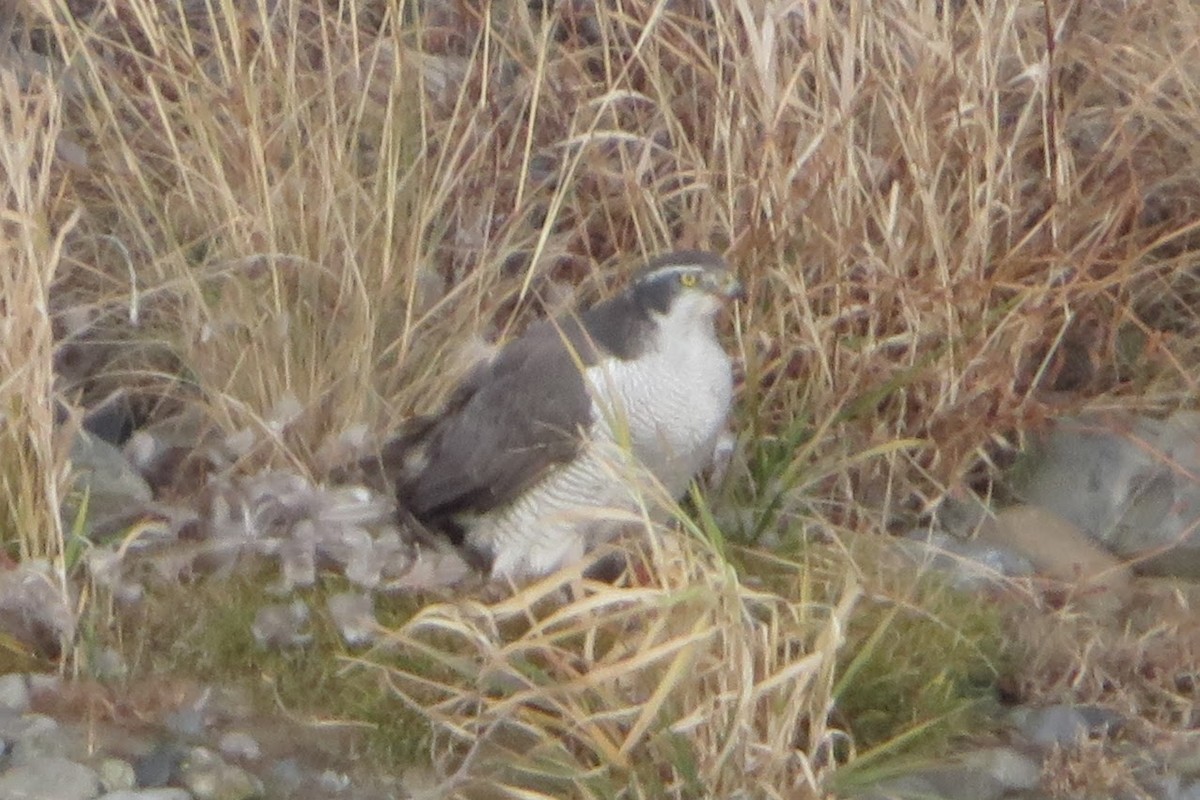 Яструб великий - ML647110158