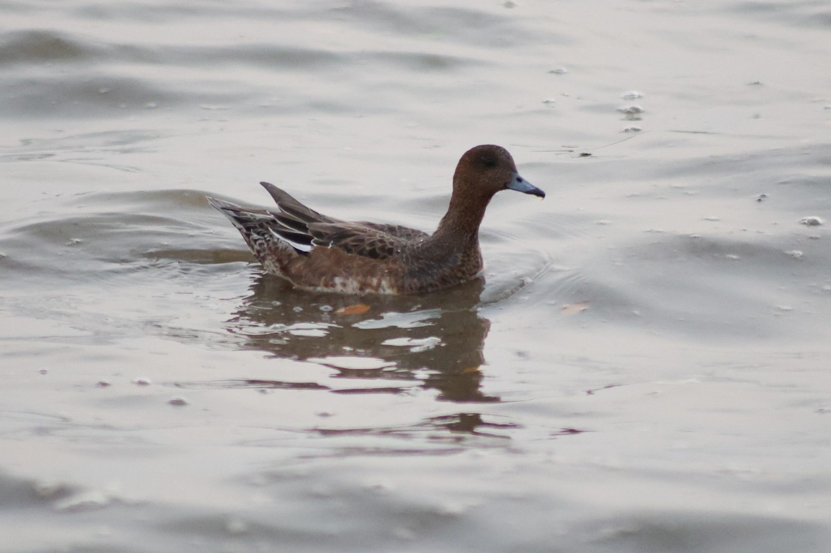 Eurasian Wigeon - ML647110159
