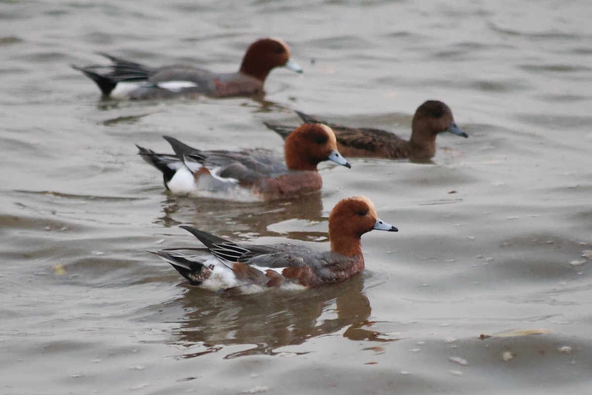 Eurasian Wigeon - ML647110160