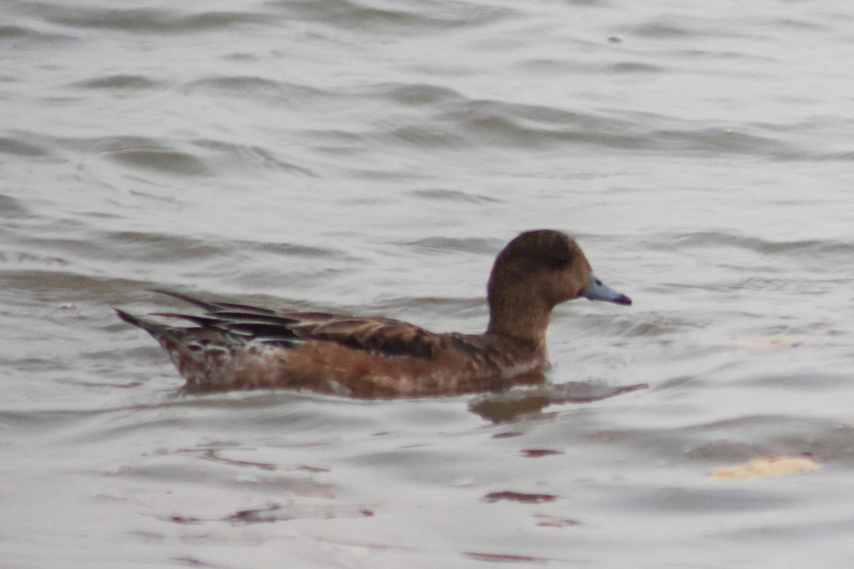 Eurasian Wigeon - ML647110161