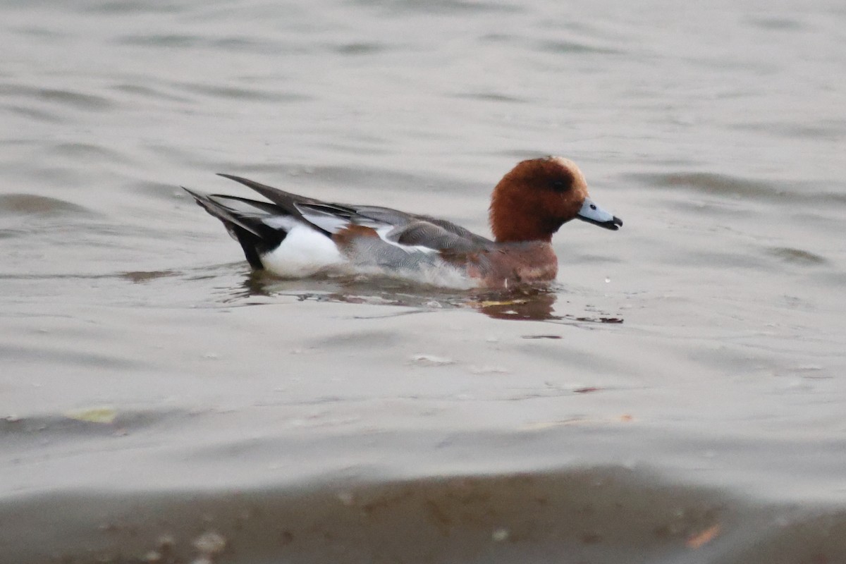 Eurasian Wigeon - ML647110162