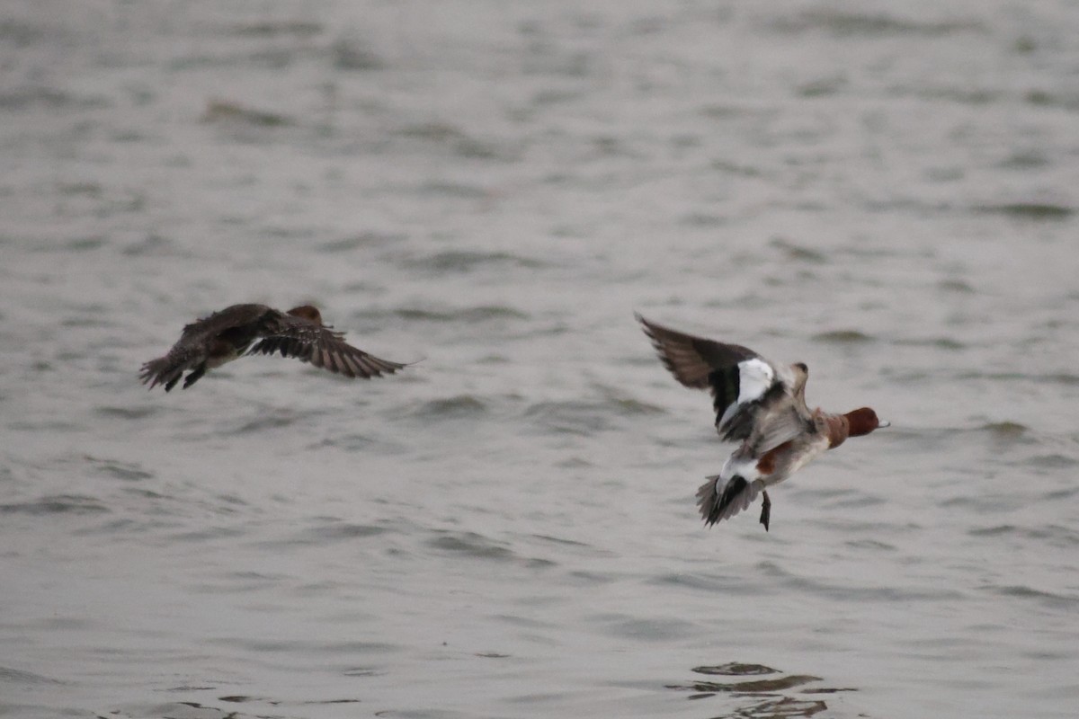 Eurasian Wigeon - ML647110163