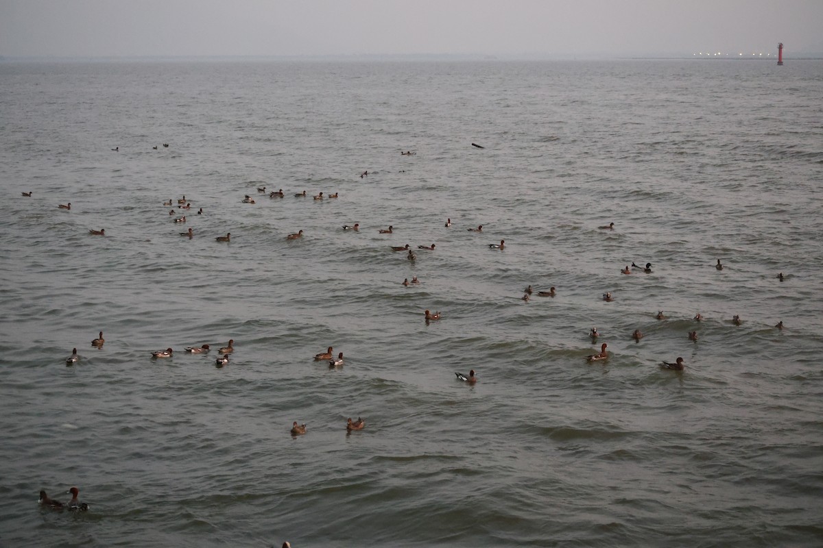 Eurasian Wigeon - ML647110166