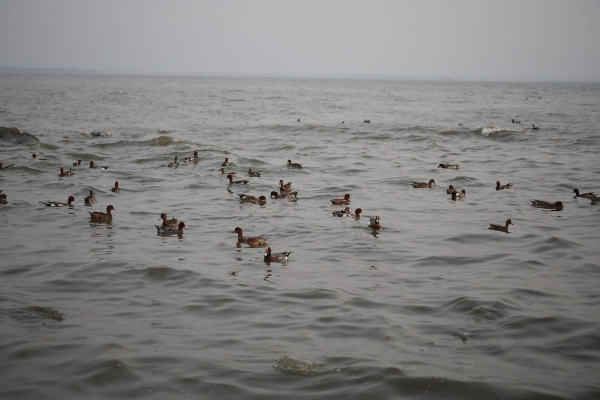 Eurasian Wigeon - ML647110167