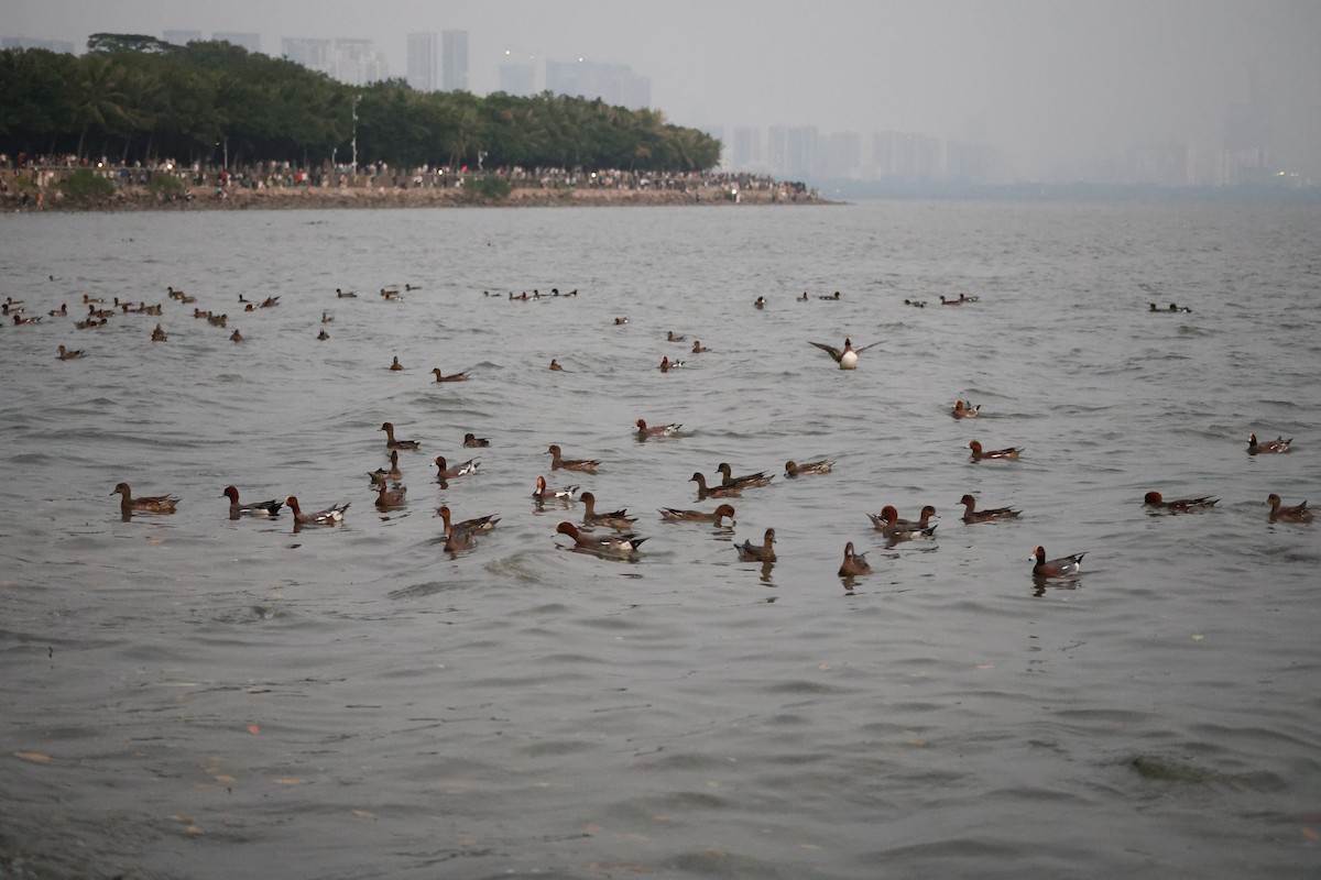 Eurasian Wigeon - ML647110168