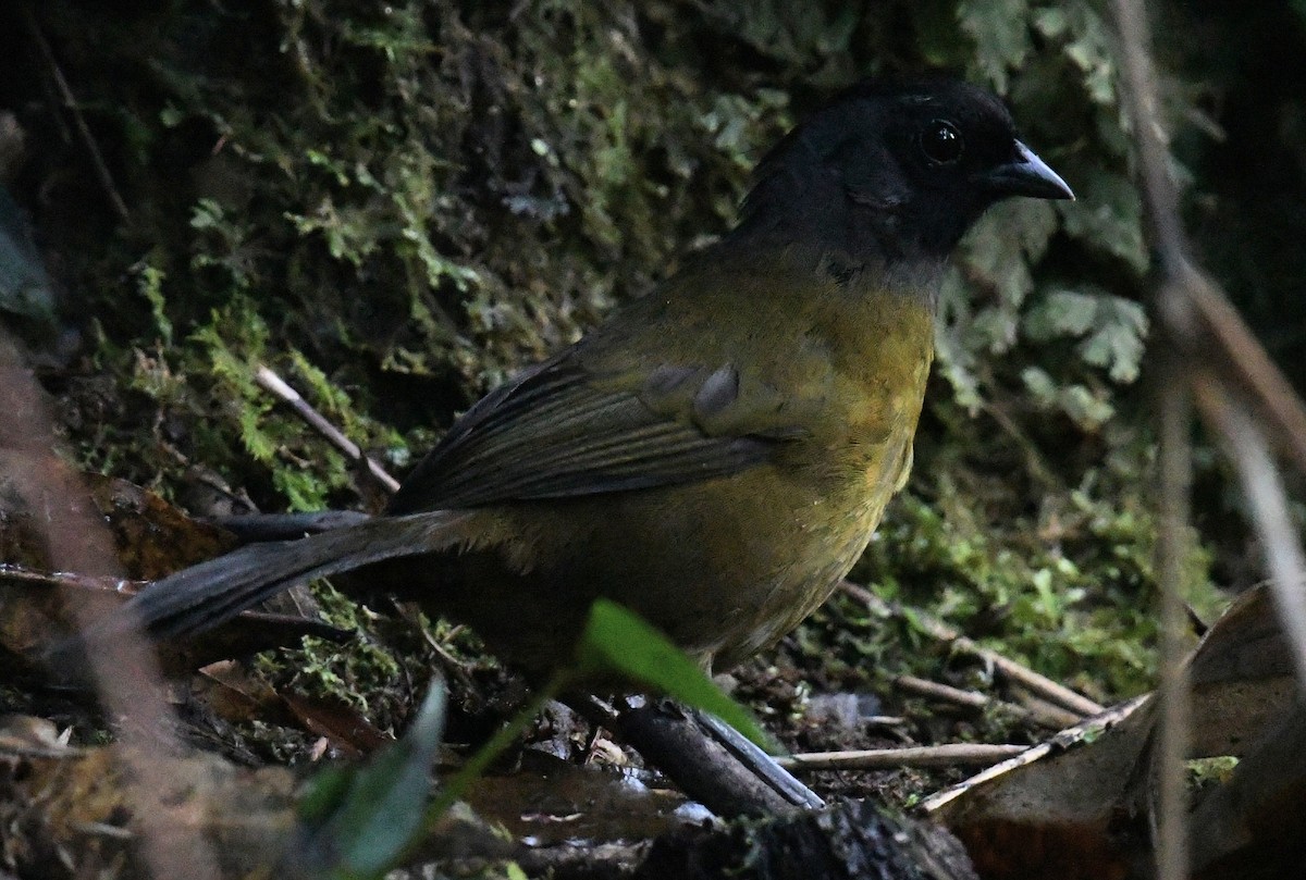 Large-footed Finch - ML647110169
