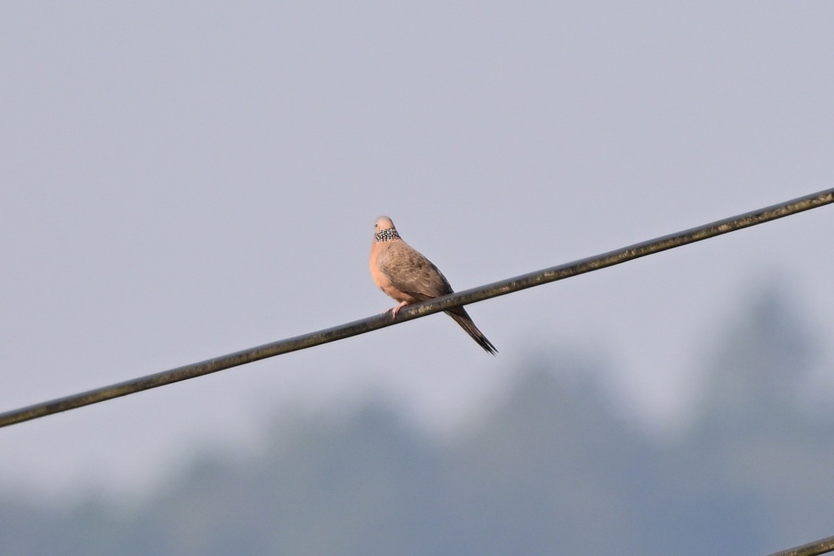 Spotted Dove - ML647110171