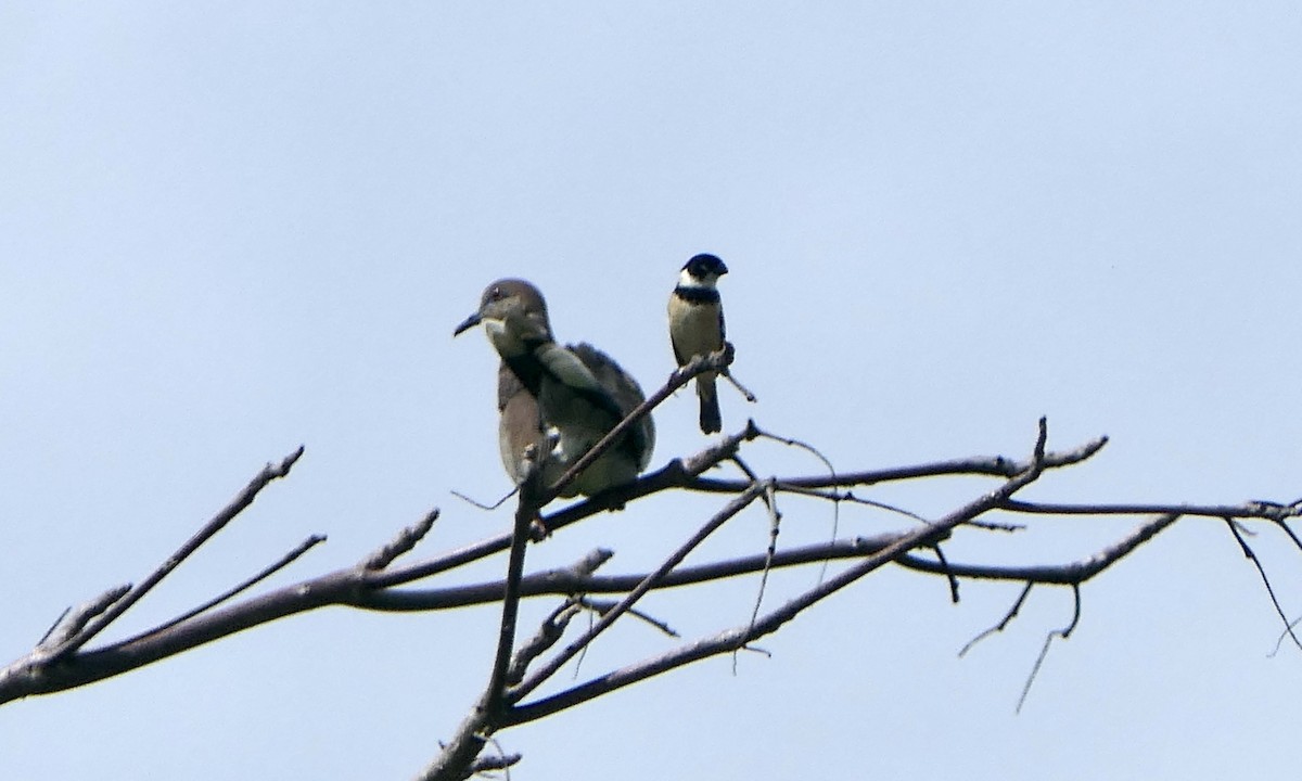 Morelet's Seedeater - ML647110175