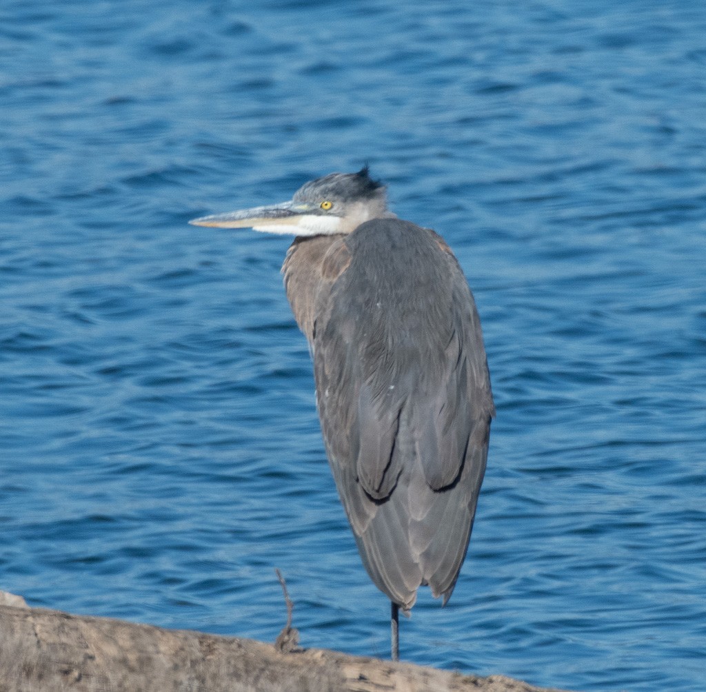 Great Blue Heron - ML647110176