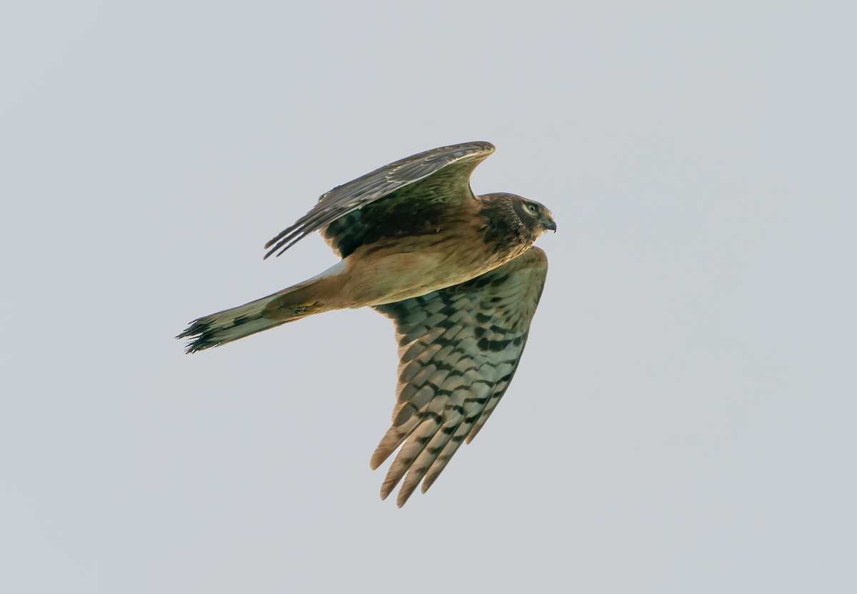 Hudsonweihe - ML647110178