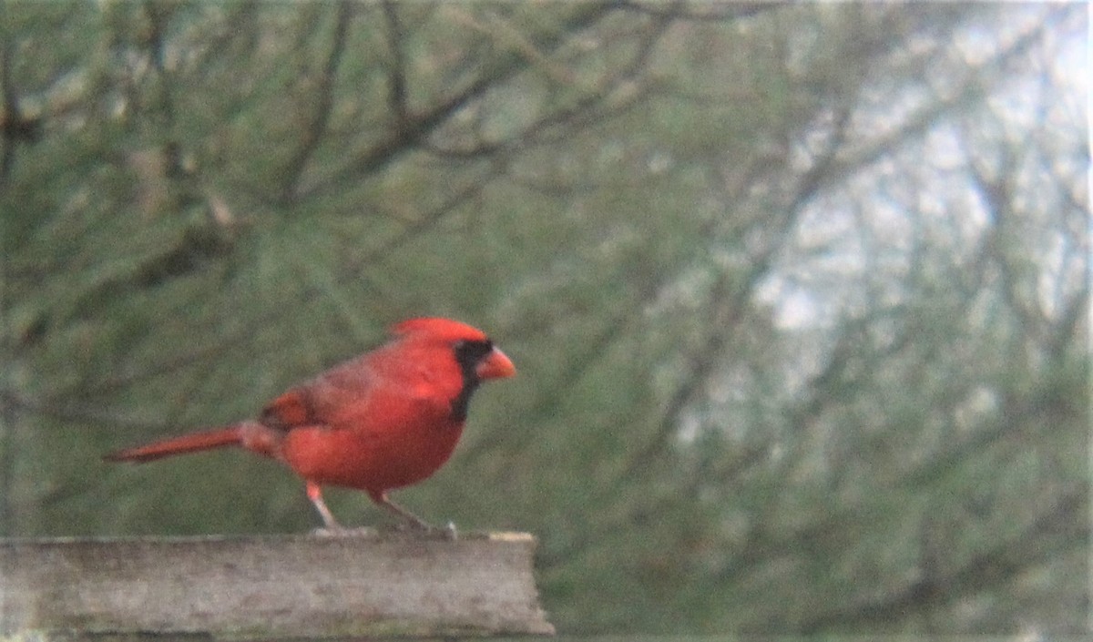 Northern Cardinal - ML647110179