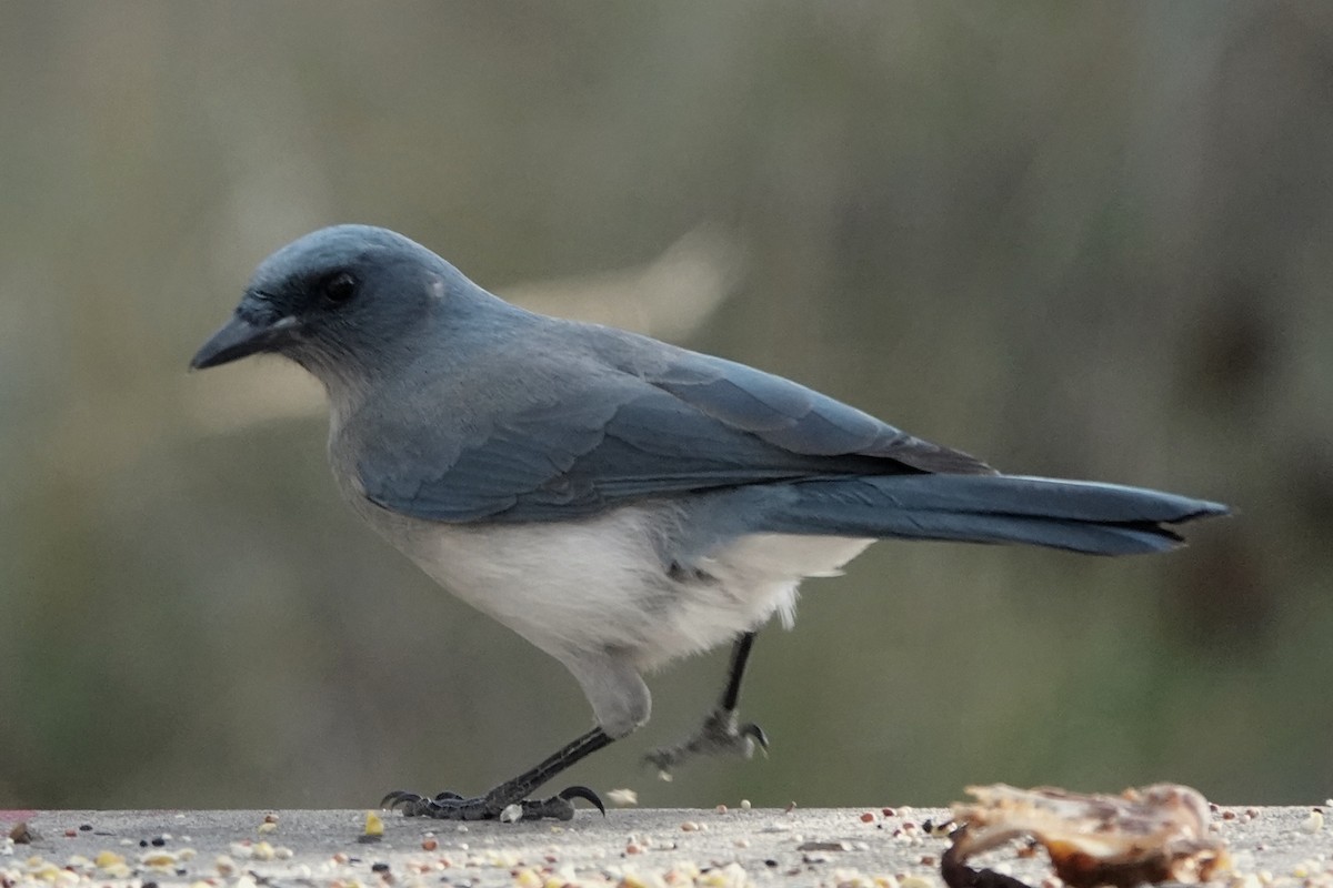 Сойка сіровола [група wollweberi] - ML647110182