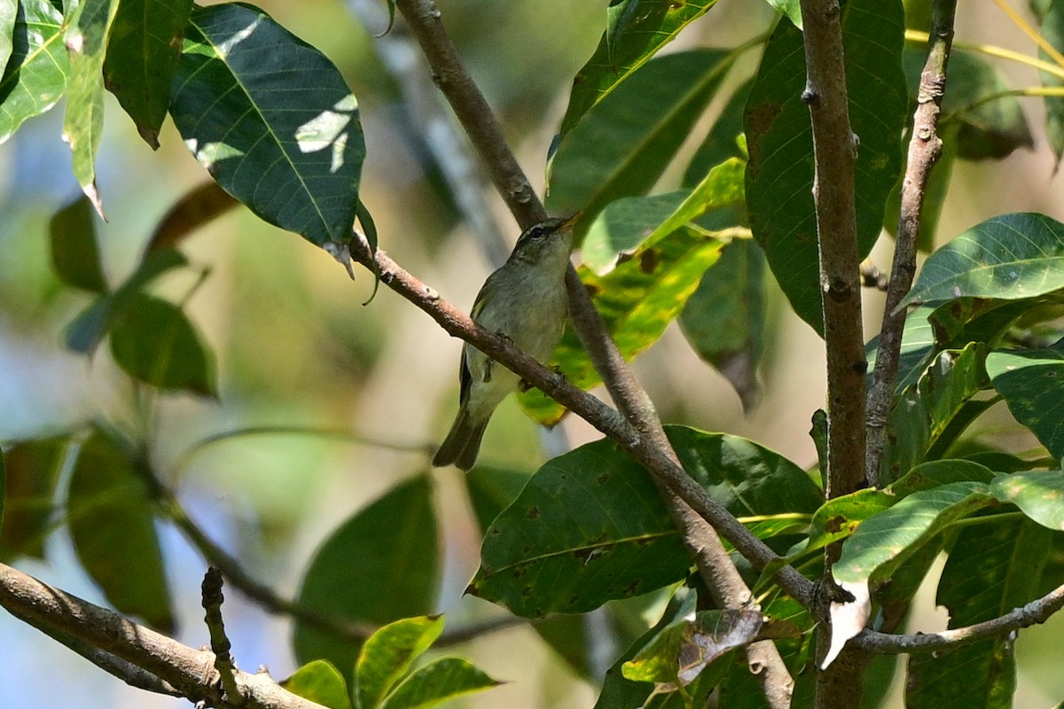 Two-barred Warbler - ML647110184