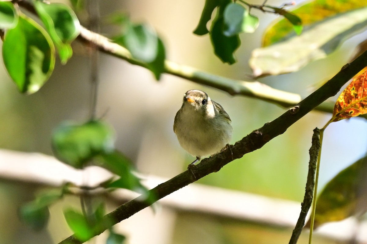 Two-barred Warbler - ML647110185