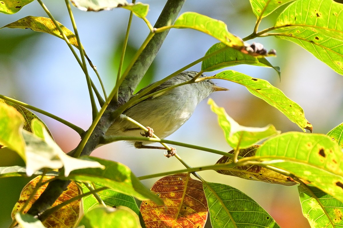Two-barred Warbler - ML647110186