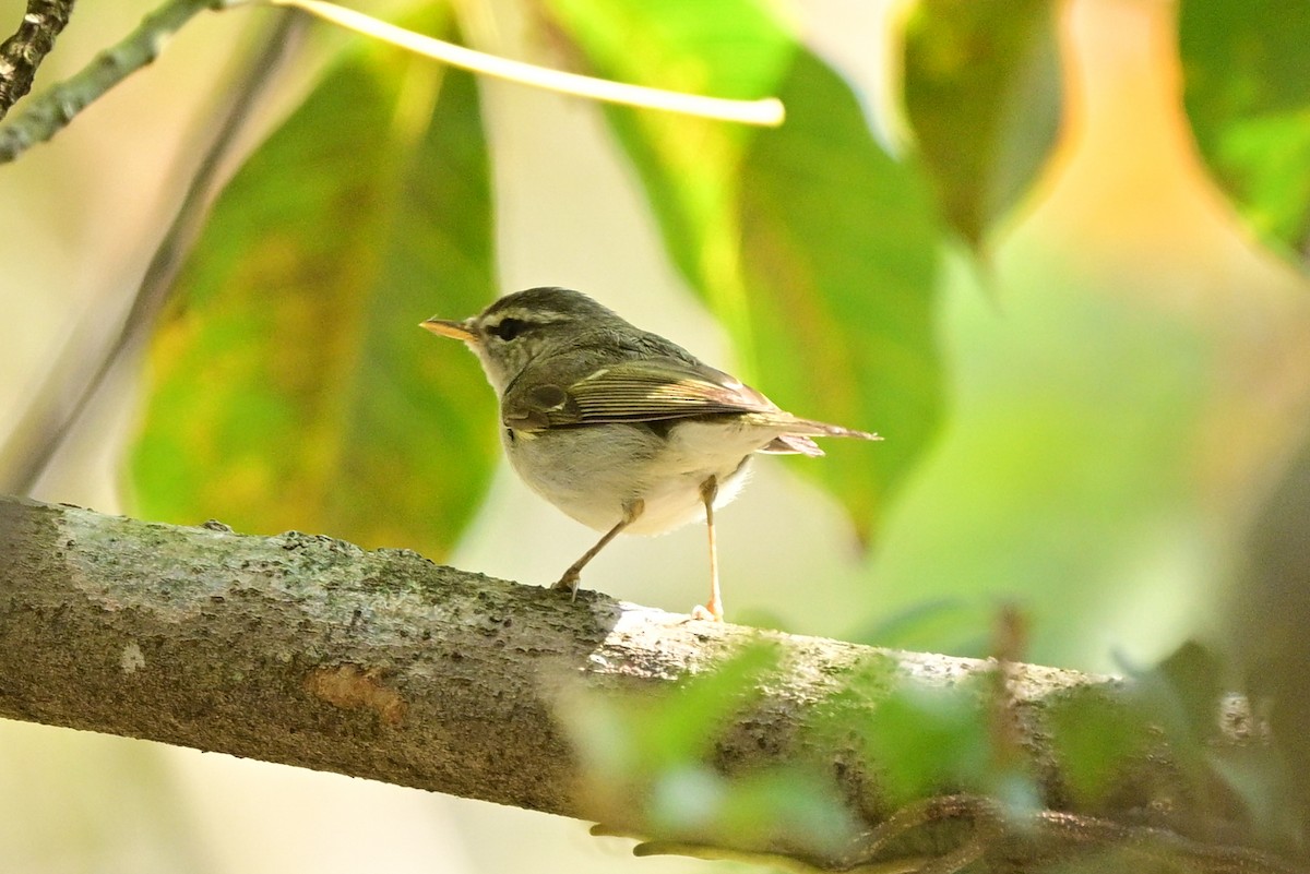 Two-barred Warbler - ML647110187