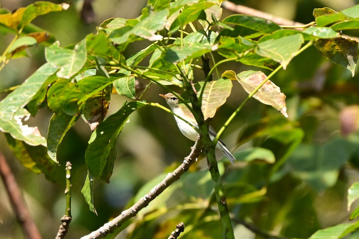 Two-barred Warbler - ML647110188