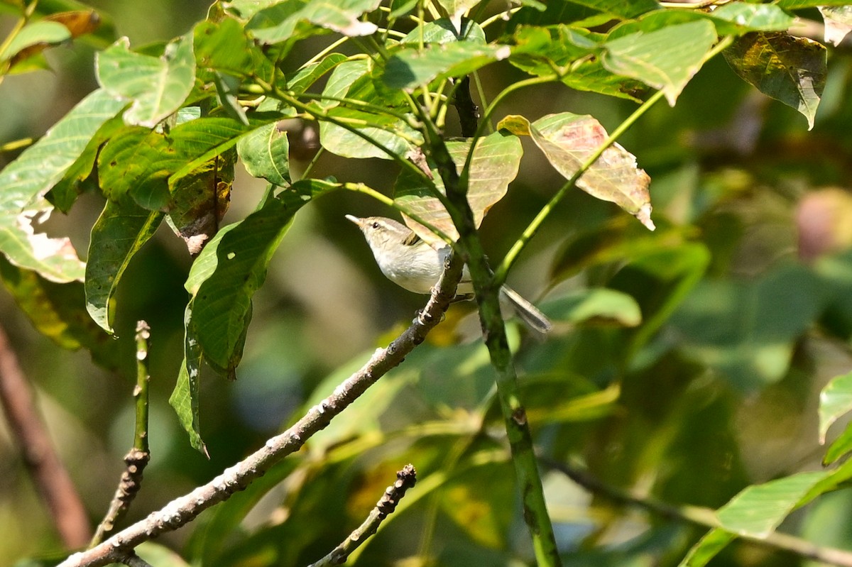 Two-barred Warbler - ML647110189