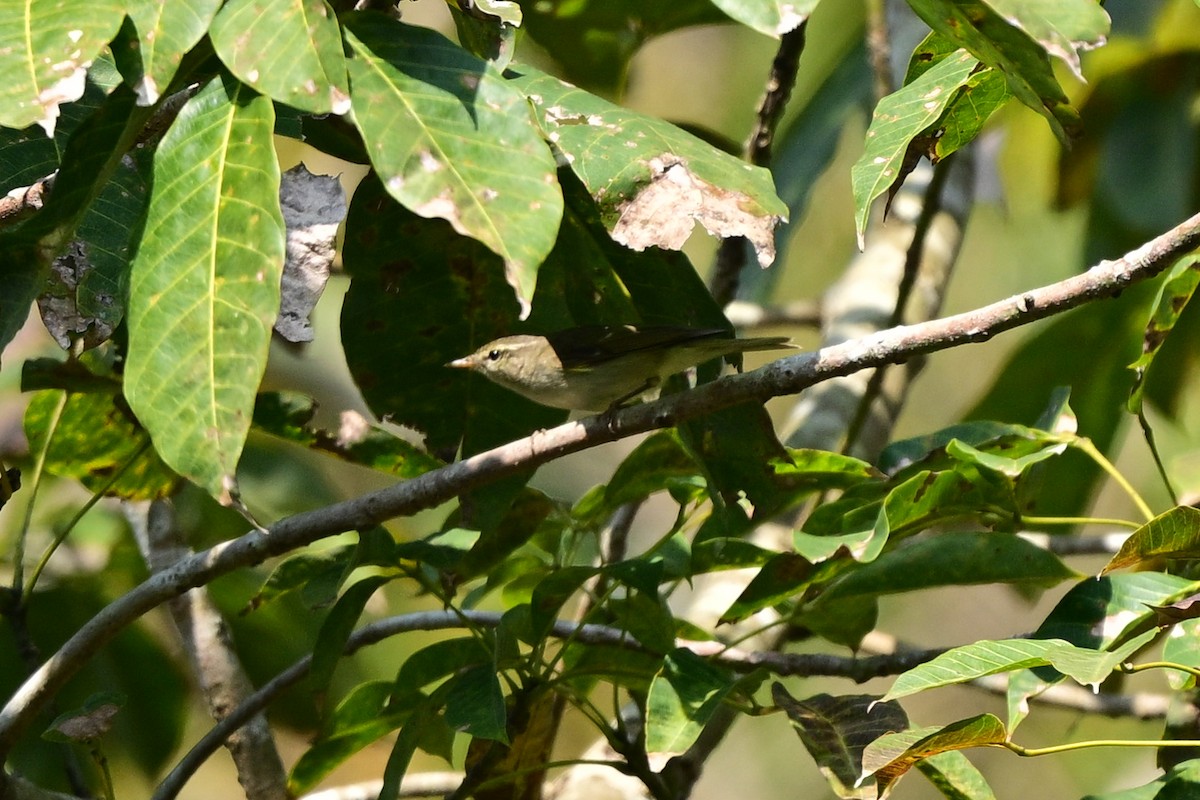 Two-barred Warbler - ML647110190