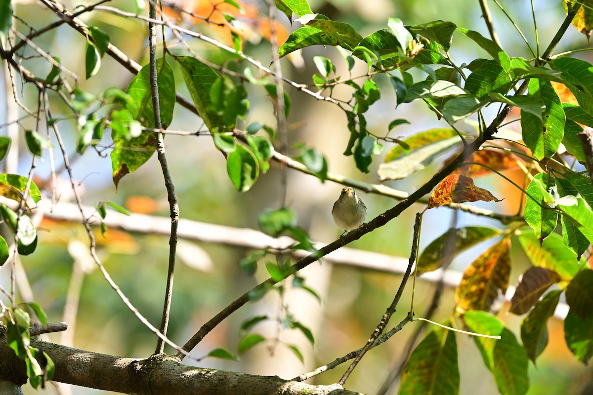 Two-barred Warbler - ML647110191