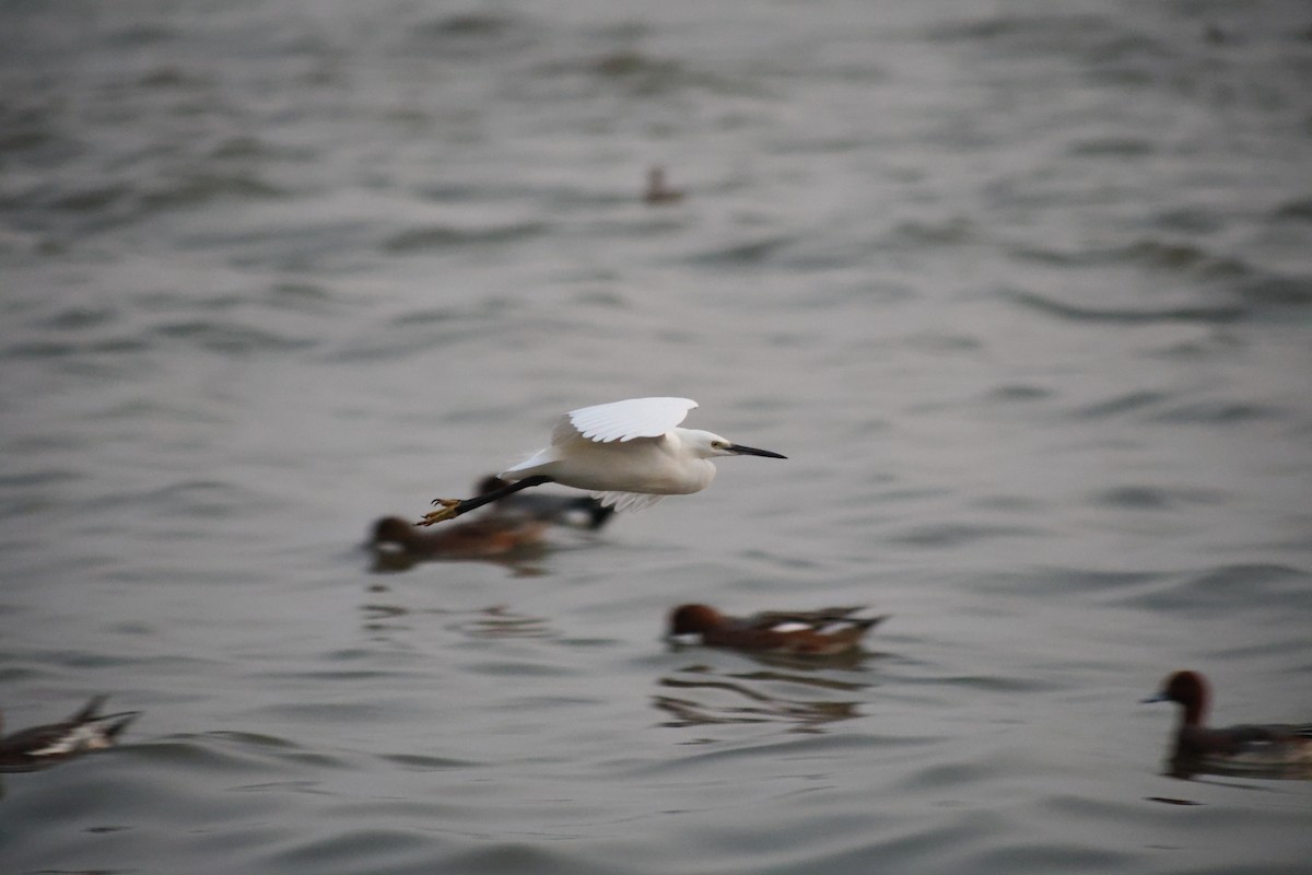 Little Egret - ML647110195