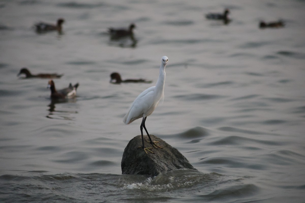 Little Egret - ML647110196