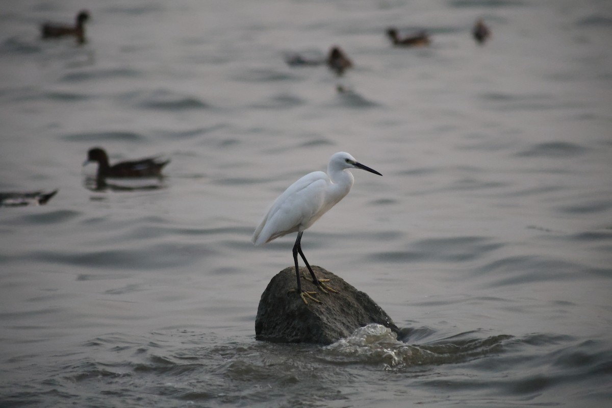 Little Egret - ML647110197