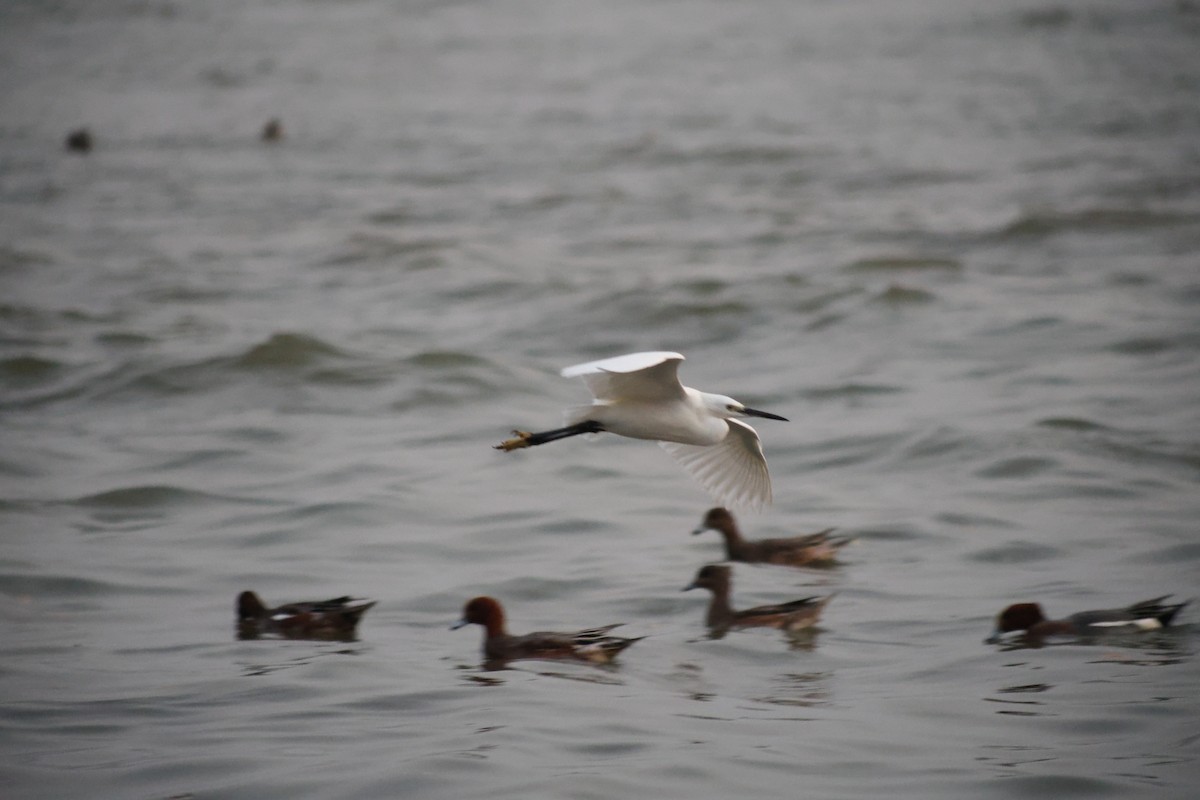 Little Egret - ML647110198
