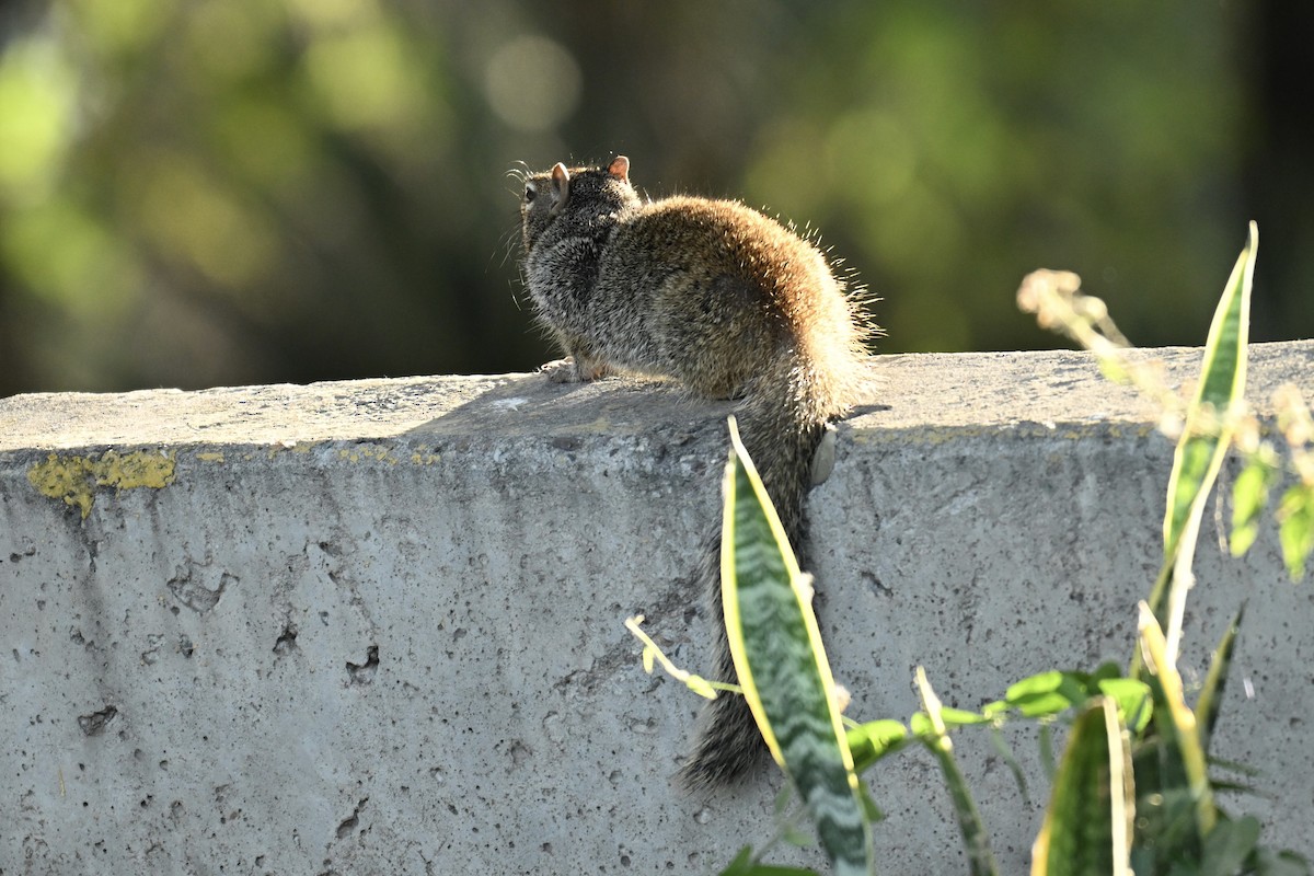 Citello delle rocce - ML647110200