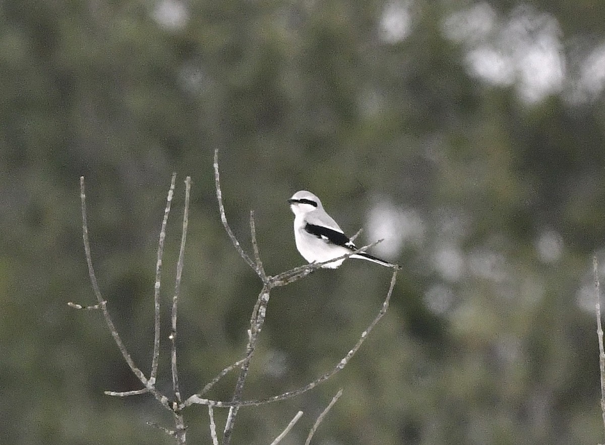 Alcaudón Boreal - ML647110202