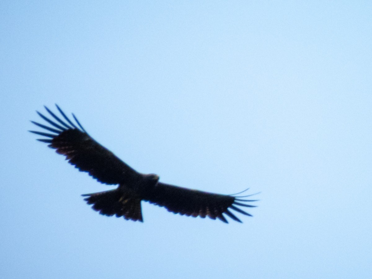 Black Eagle - ML647110204