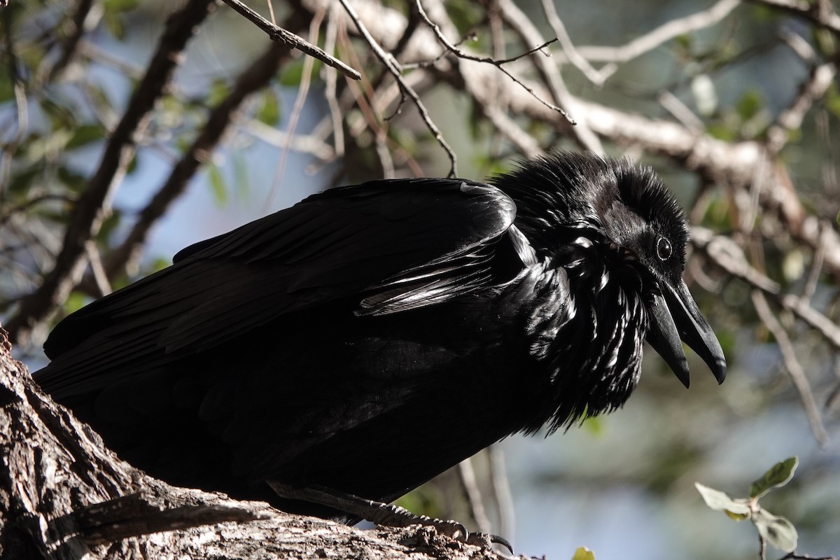 Cuervo Grande - ML647110206