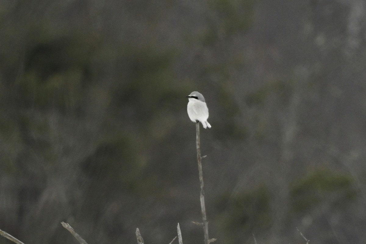 Alcaudón Boreal - ML647110207