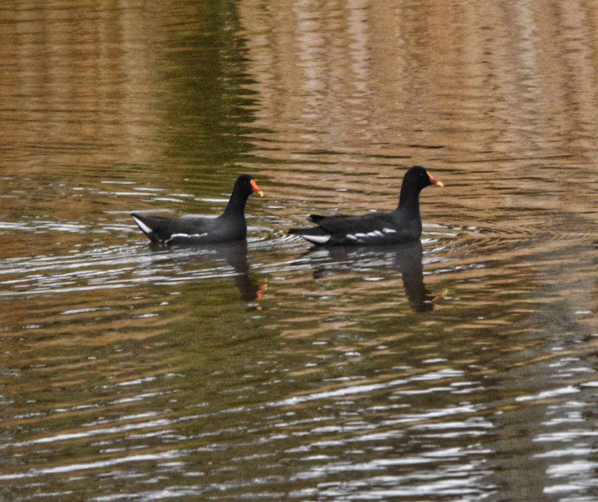 Курочка латиноамериканська - ML647110209