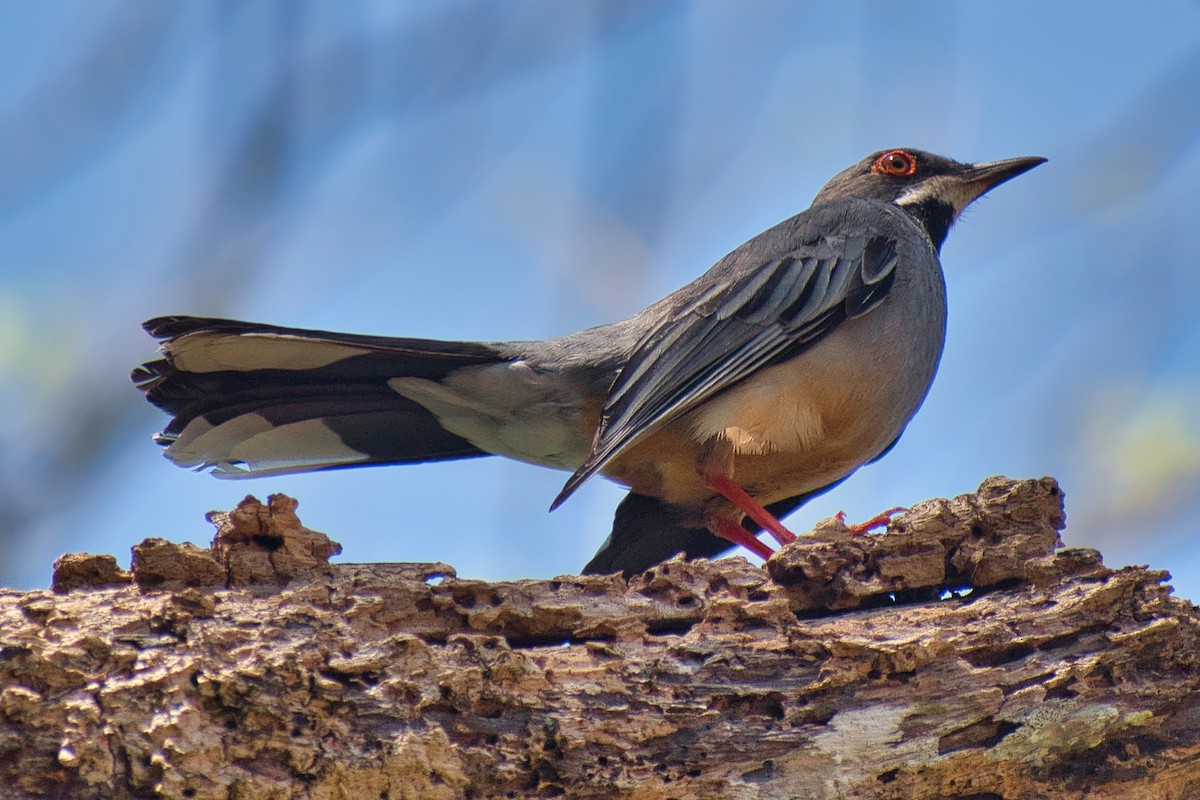 Western Red-legged Thrush - ML647110219