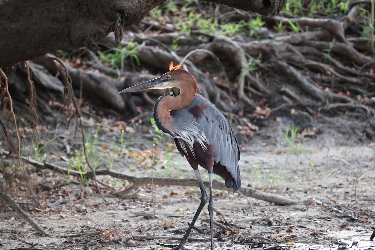Goliath Heron - ML647110242