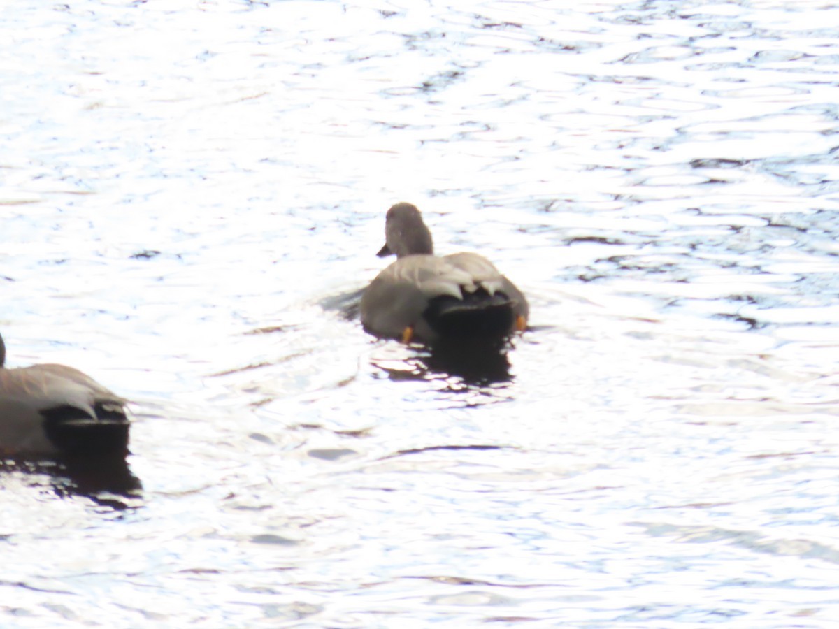 kopřivka obecná - ML647110248