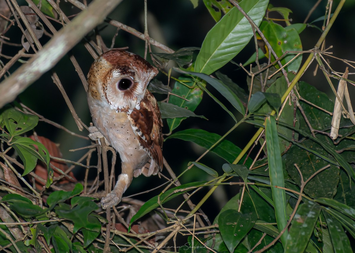 sova klínočelá - ML647110269